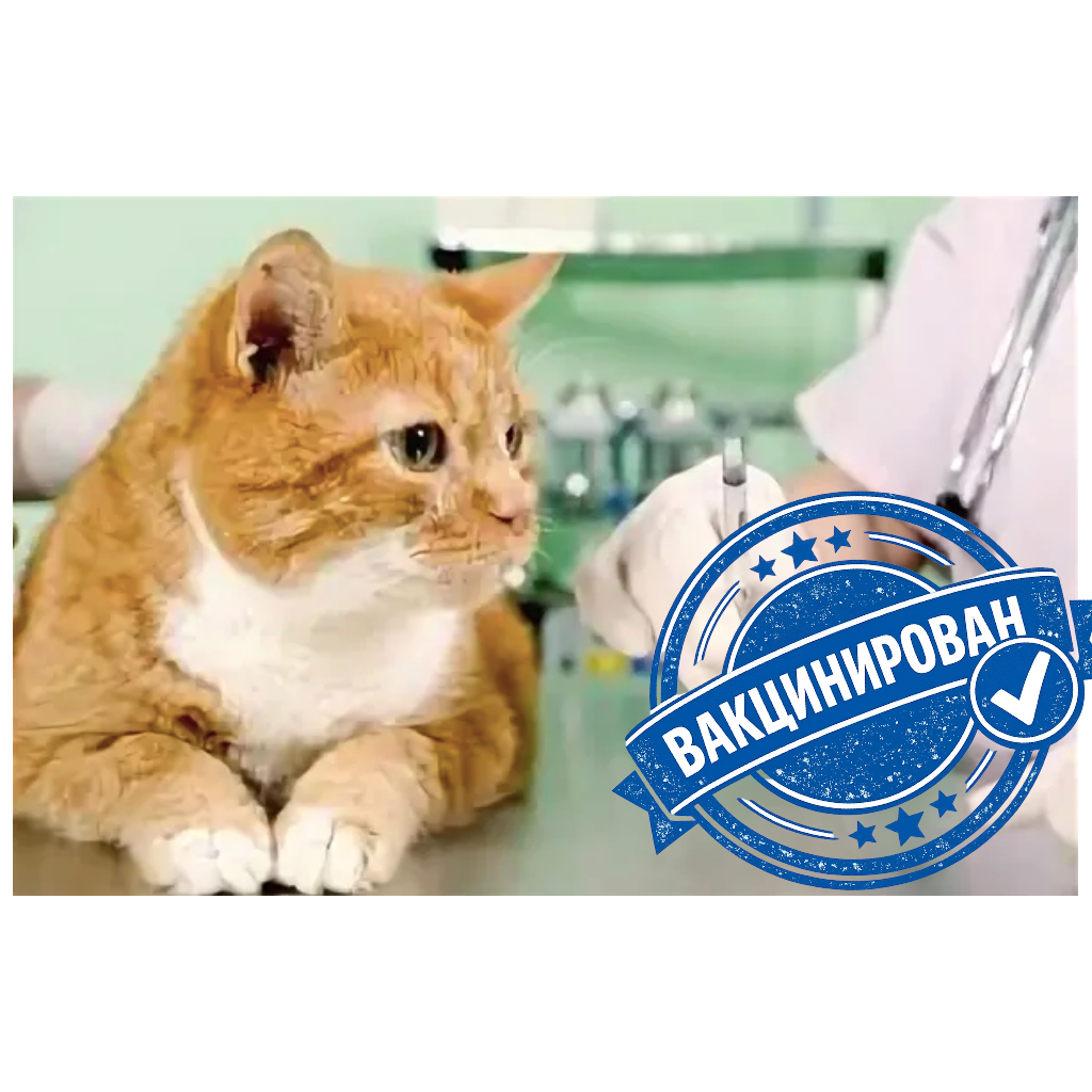 Вакцинированный рыжий кот